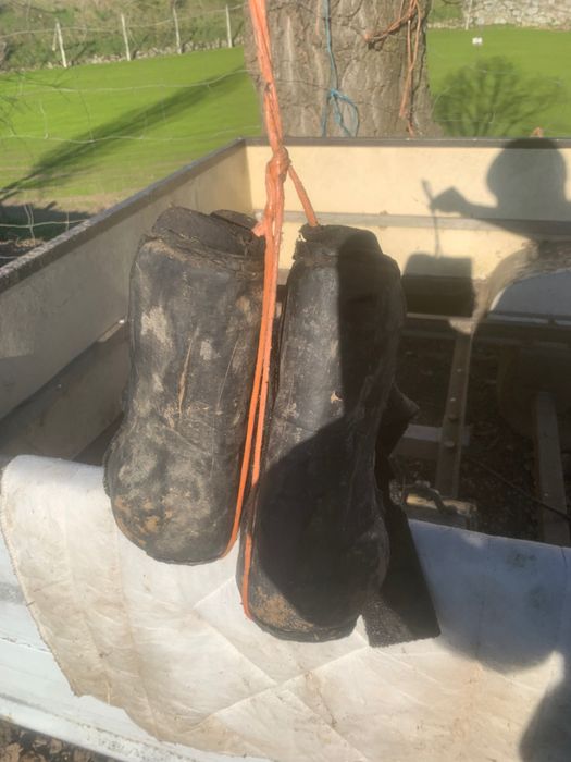 Celas para cavalos e acessórios