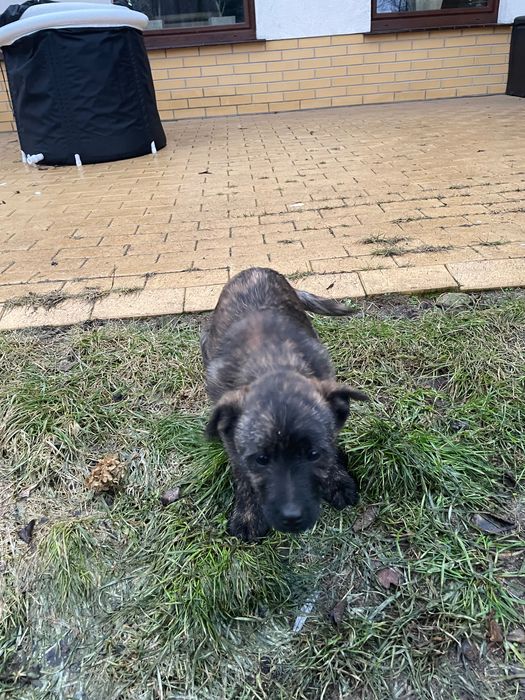 Kundelka oddam w dobre ręce