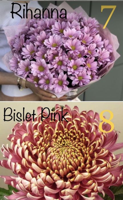 Хризантеми великоквіткові високопослі на зріз