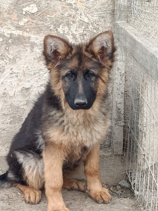 Owczarek niemiecki - suczka