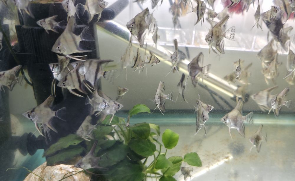 Pterophyllum scalare - Escalar Azul Riscado - Criação Própria