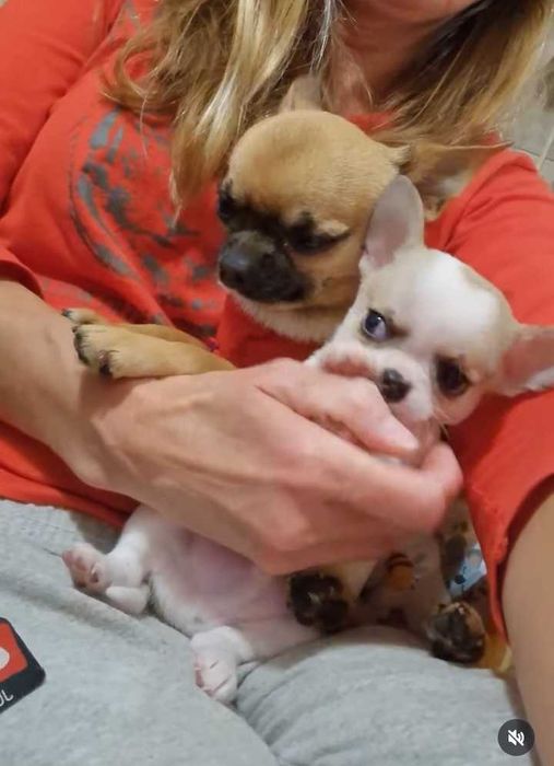 Chihuahua macho, mini