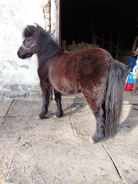 Sprzedam kucyka klaczke na oźrebieniu