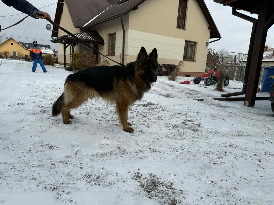 Owczarek niemiecki długowłosy