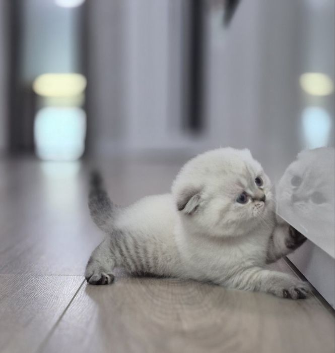 Шотландське кошенятко