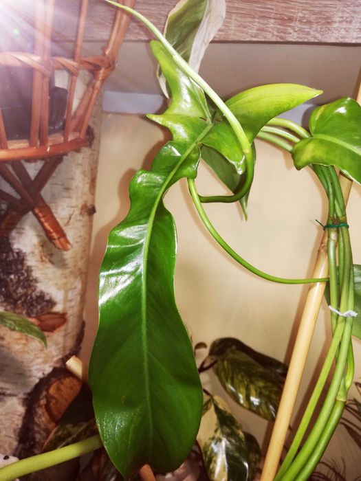 Philodendron Jerry Horne RZADKOŚĆ Filodendron Monstera kolekcjonerski