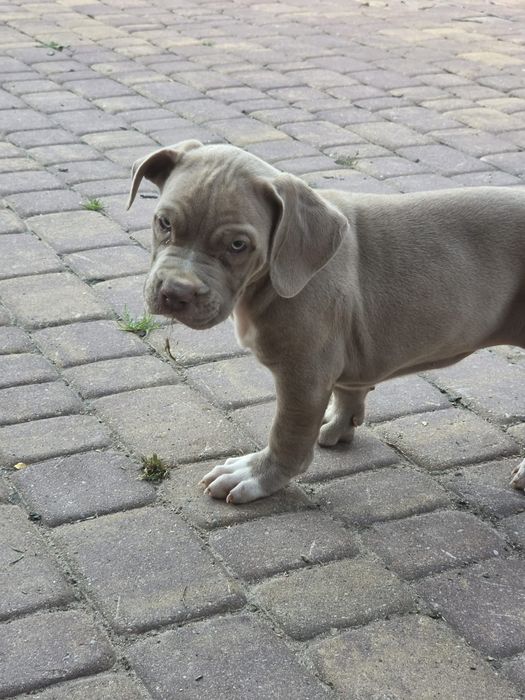 Suczka american bully xl z metryką