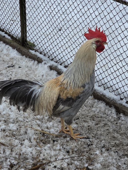 Jaja jajka legowe włoszka lewandowa