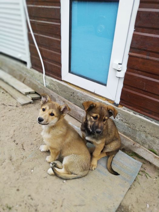 Вітдам собачок в добрі руки
