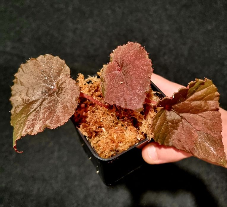 Rośliny terrariowe kolekcjonerskie – Begonia, Labisia, Ardisia, Sonerila