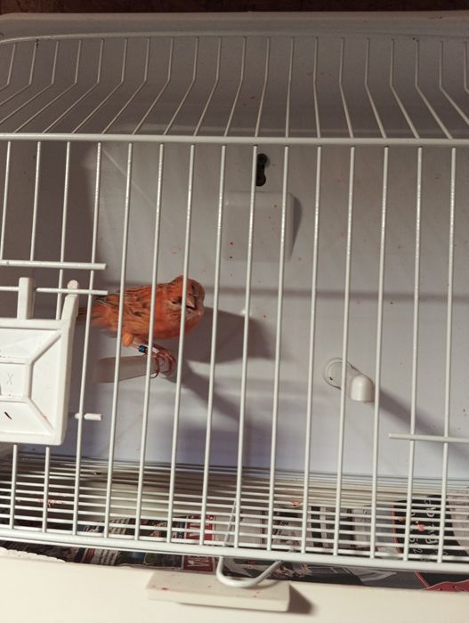 Ágata topázio femea