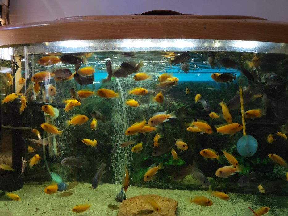 Pyszczaki z Malawi Metrioclima Red Red