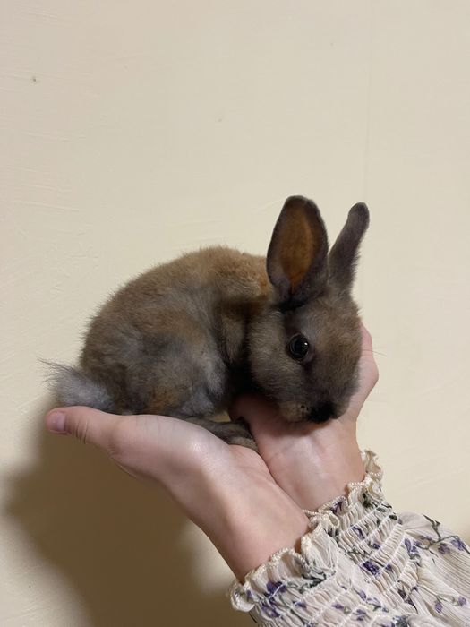 Кролики 1,5 місяців