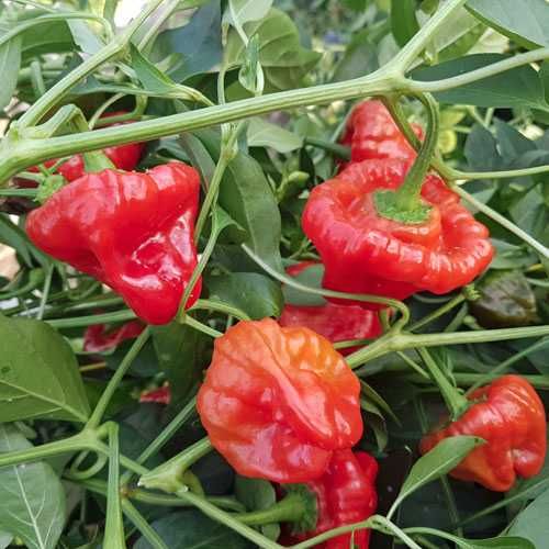 Sementes - Conjunto/Lote de 4 variedades de pimentos picantes