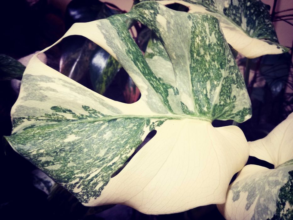 Monstera Thai LEGACY Platinum Mint Variegata RZADKOŚĆ Philodendron