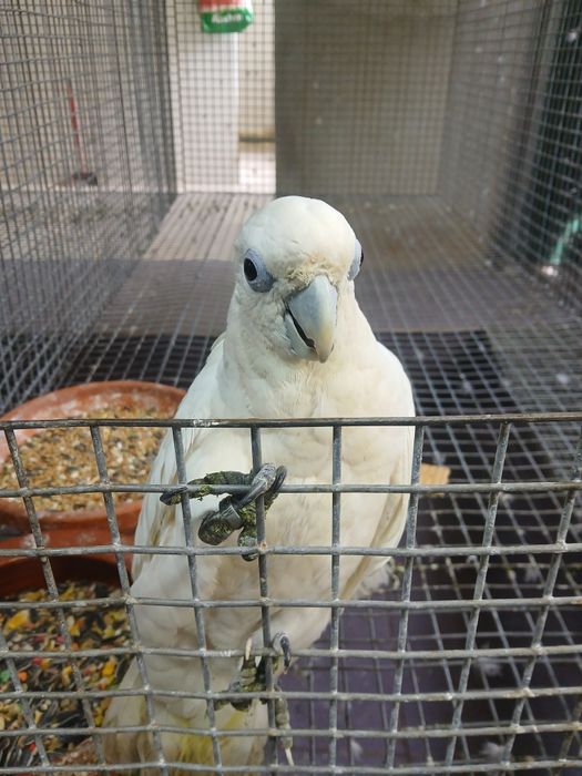 Catatuas ducorpsii macho