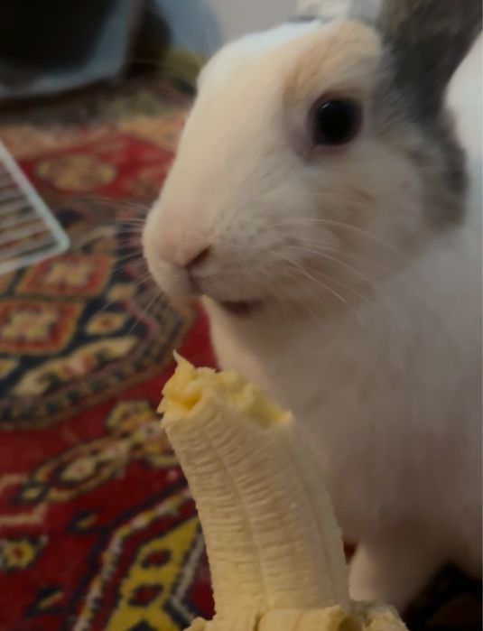 Królik miniaturka za darmo