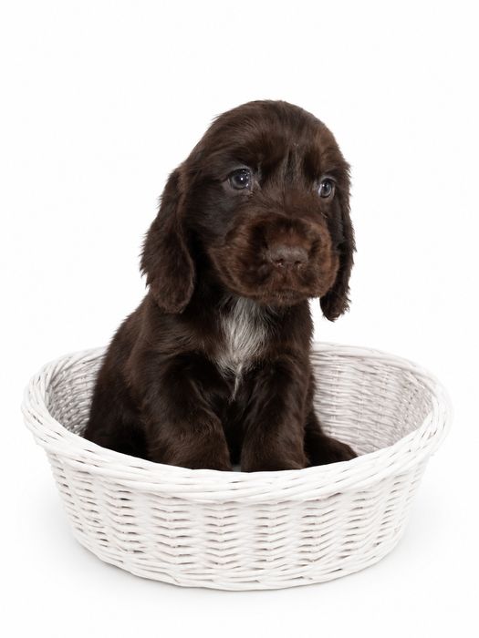 Cocker spaniel angielski