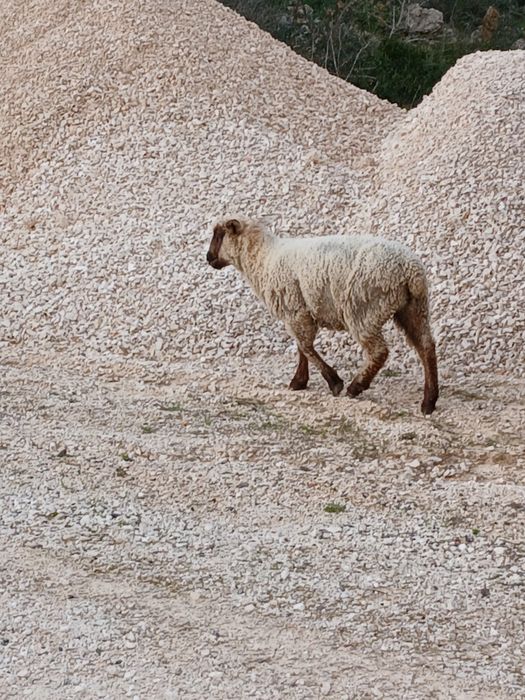 Borrega cruzada de sulfok