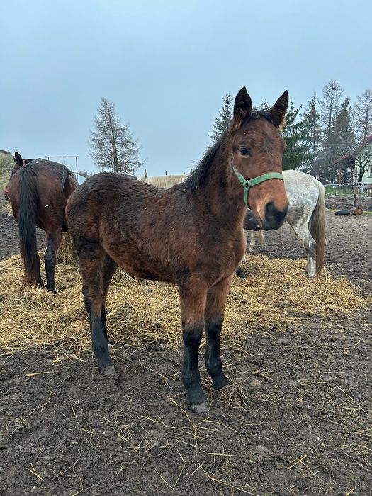 Klacz pogrubiana do hodowli lub rekreacji