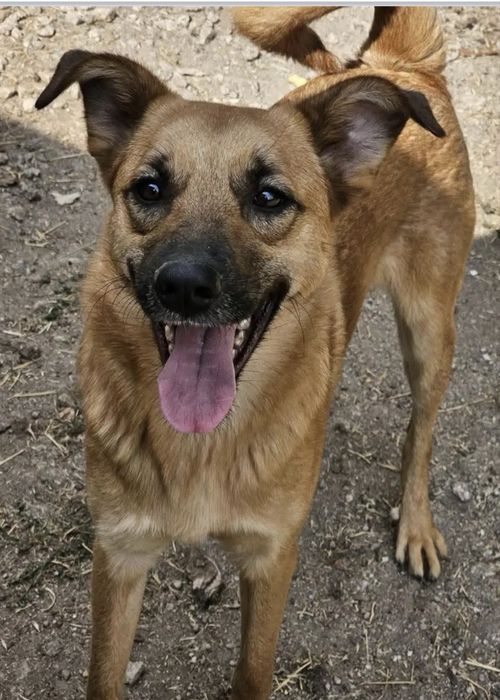O Óscar, um cão cheio de amor!