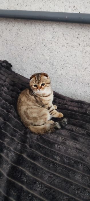 Кошенята шотландський скотиш фолд