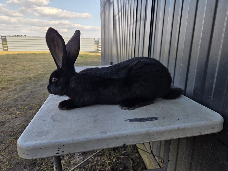 Olbrzym belgijski czarny