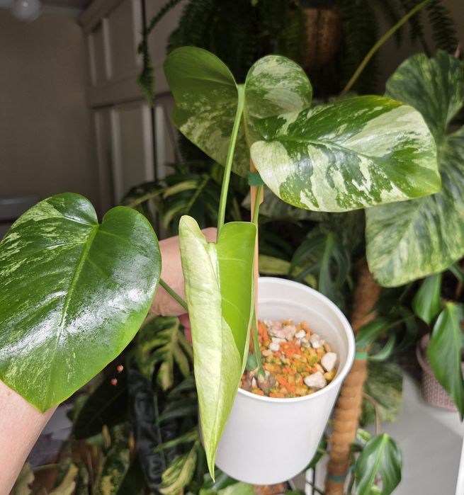 Monstera Jungle Minty  - oryginalna roślina z Tajlandii.