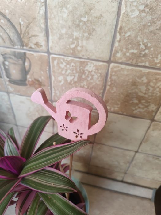 Trzykrotka piękna z nową doniczką