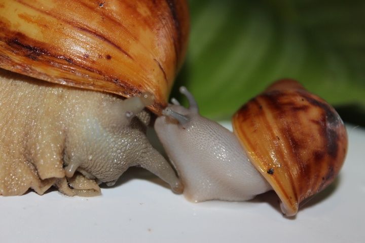 Archachatina marginata suturalis Silver body ślimak afrykański