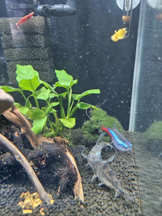 Akwarium kompletne kostka 30L+ grzałka aqueli, filtr i akcesoria.