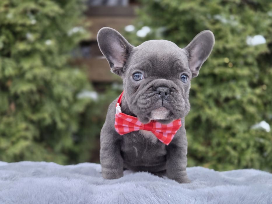 французький бульдог мила дівчинка