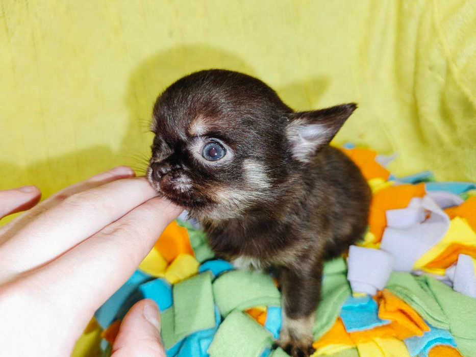 Чишечки чихуашечки