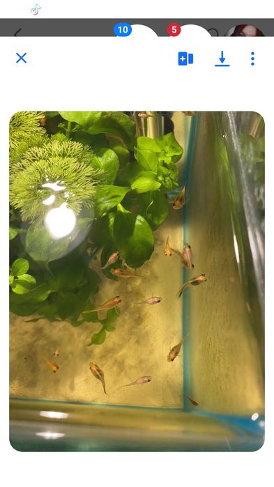 Molinezje rybki akwarium