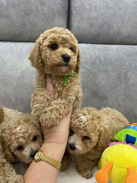 Bichpoo/Pudel , Bchon Frise -PIESEK , rodzice FCI