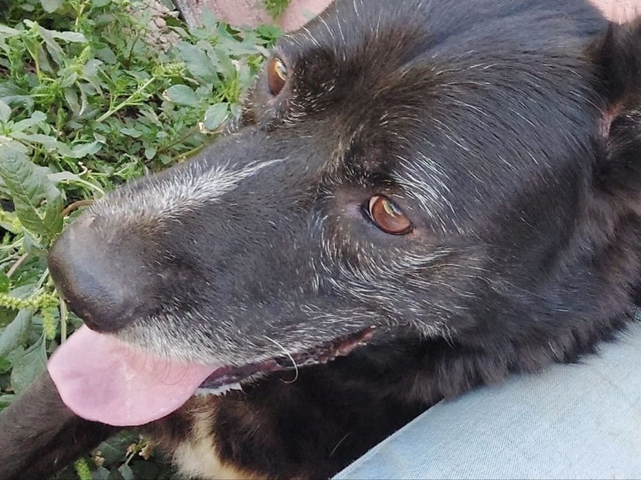 Macho adulto de porte médio/grande para adoção responsável!