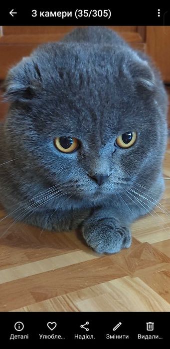 шукаю   наречену