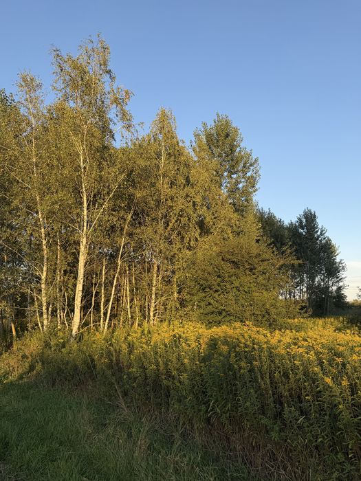 Działka z bezterminowymi warunkami zabudowy na sprzedaż – Zgórsko, gmina Radomyśl Wielki - Widok 3