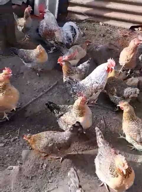 Инкубационное голубое яйцо кур  пароды Легбар.