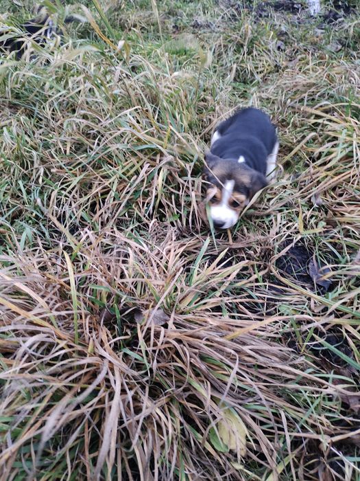 Продам щенків бігля.