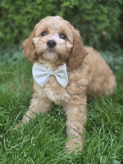 Cavapoo f1 piesek szczeniak z metryką dwumiesięczny