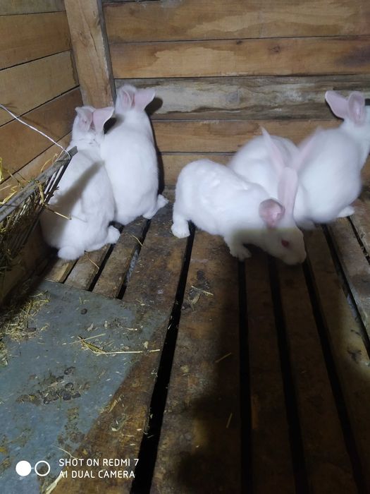 Продам кролики термонці