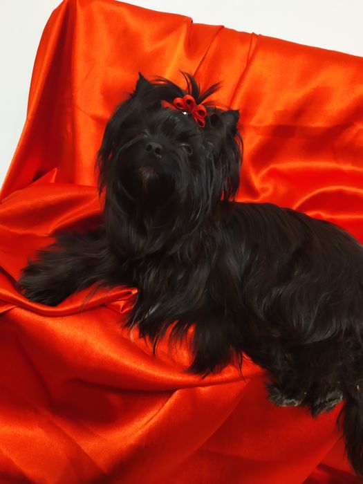 Maleńka Suczka Black Yorkshire terrier,nie biewer.