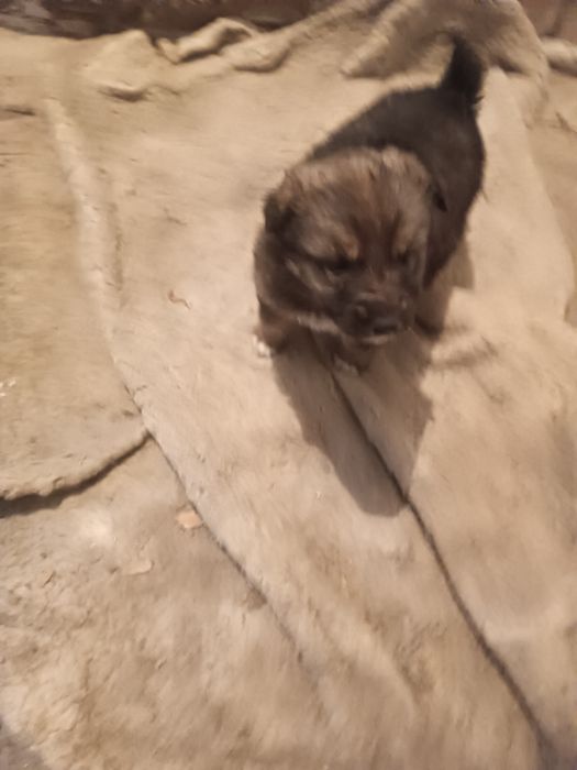 Отдам щенков в добрые руки