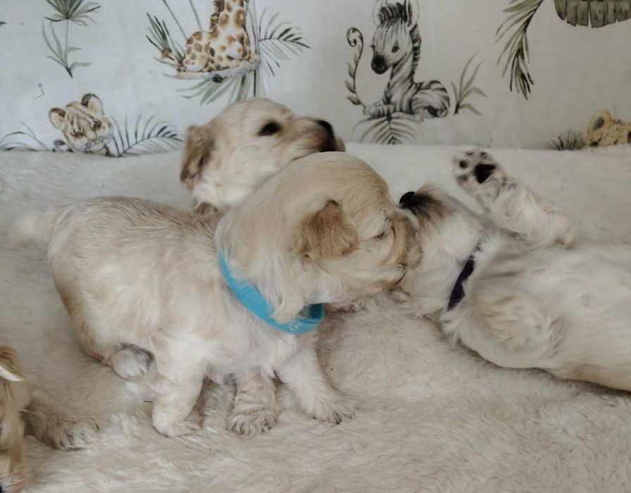 Drobniutki chłopczyk -Maltipoo F1