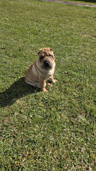 Sharpei macho puro