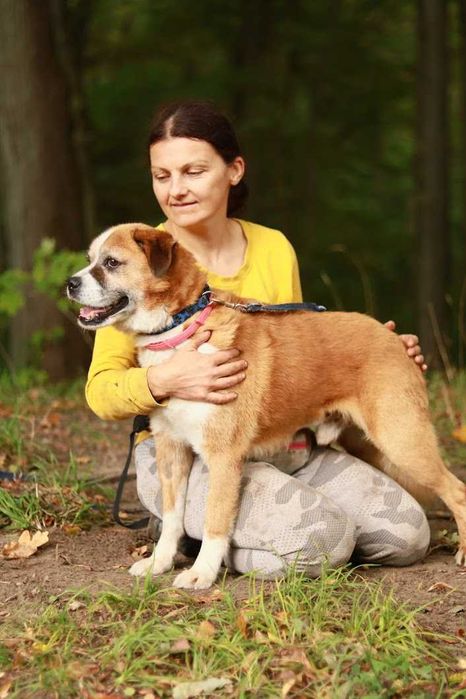 JASKIER - 10 lat, 16kg, łagodny, mix BOKSERA, przekochany. [FILMIK}