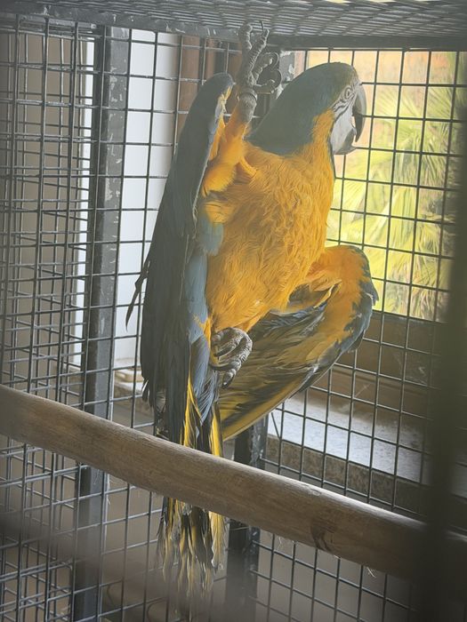 Arara Arauna Macho Adulto