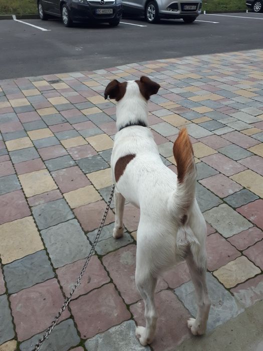 Вязка.Гладкошерстний фокстерєр 6 роки.