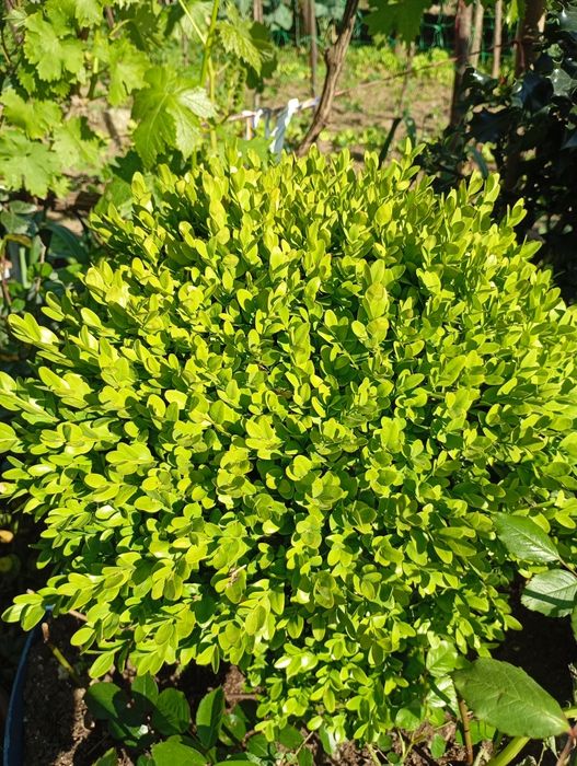 Buxo jardim de 10 a 20€